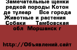 Замечательные щенки редкой породы Котон де тулеар  - Все города Животные и растения » Собаки   . Тамбовская обл.,Моршанск г.